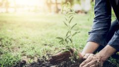 This image shows a man planting a tree in the garden.