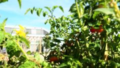 Dieses Bild zeigt Tomaten im CODICO Central Park